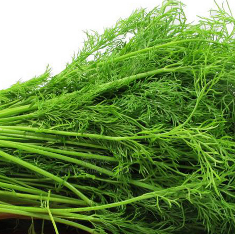 小茴香菜