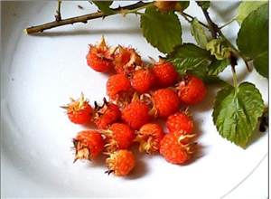 深圳市七亩地农产品贸易有限公司-树莓